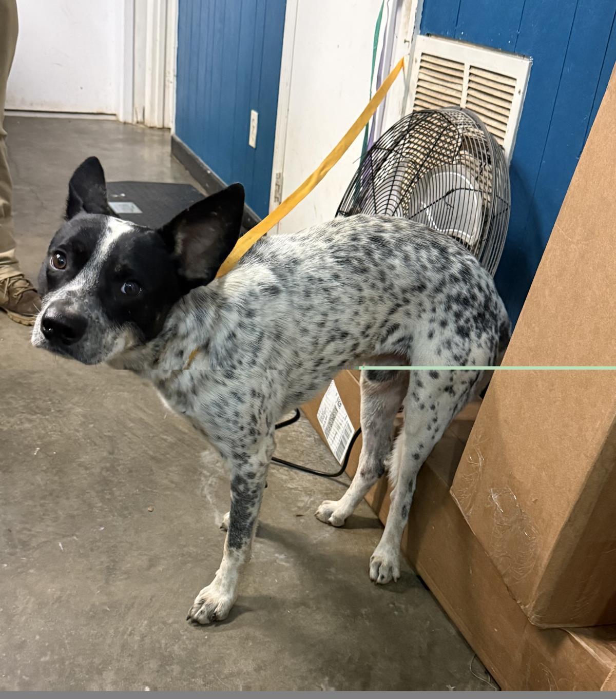 Kylo, Adoptable, Young Male Australian Cattle Dog / Blue Heeler.