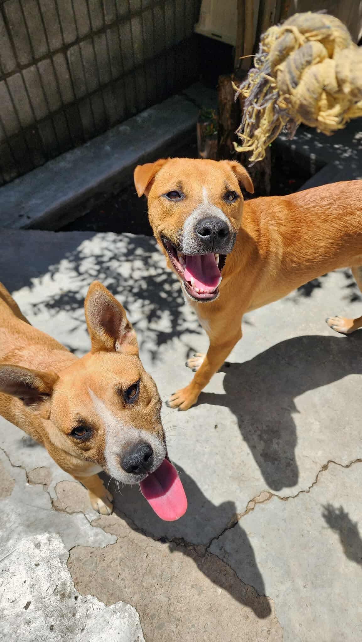 Enlarge Valentin, a Adoptable Mixed Breed in Puyallup, WA image 5/6