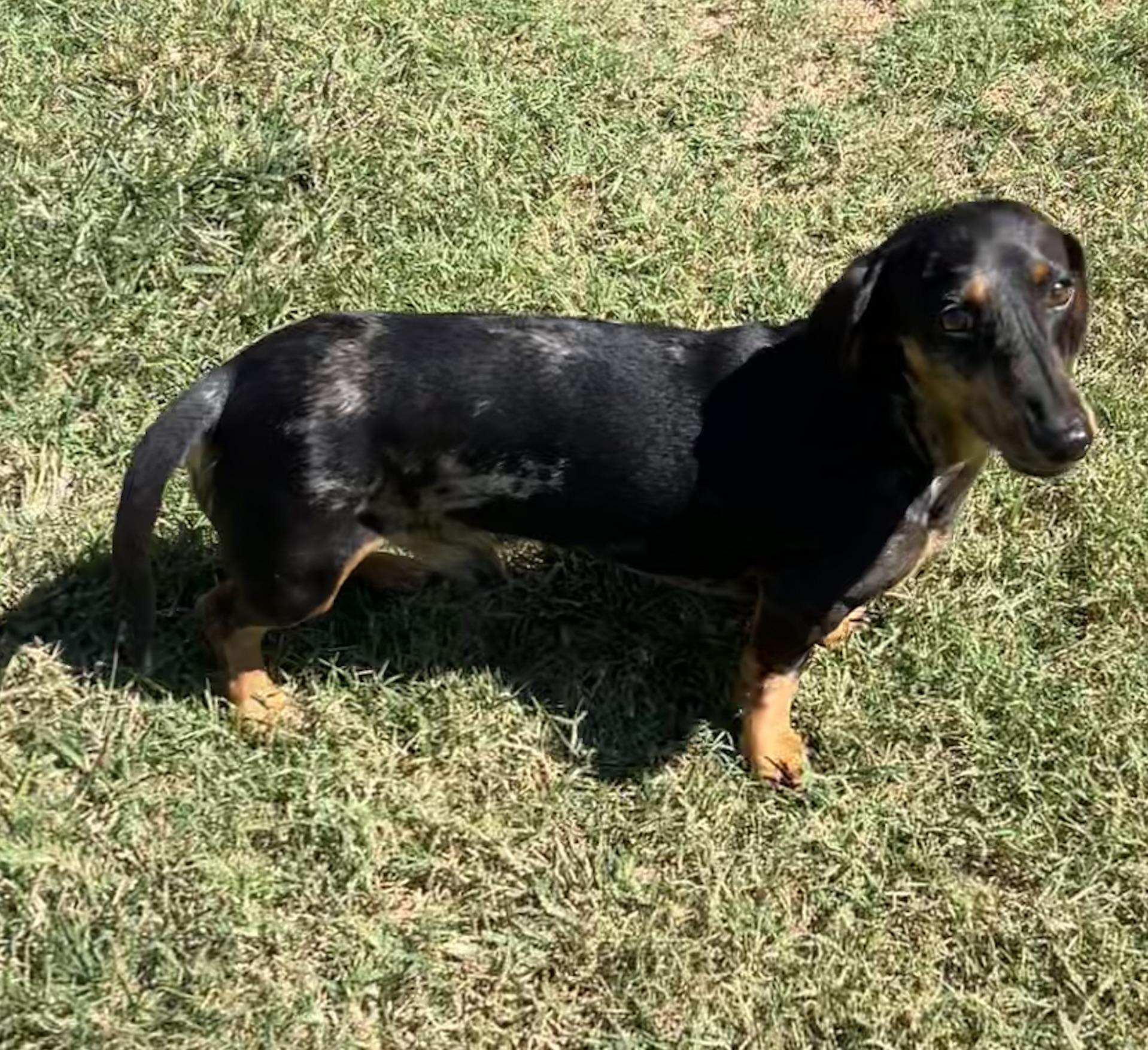 Woody, Adopted, Young Male Miniature Dachshund.