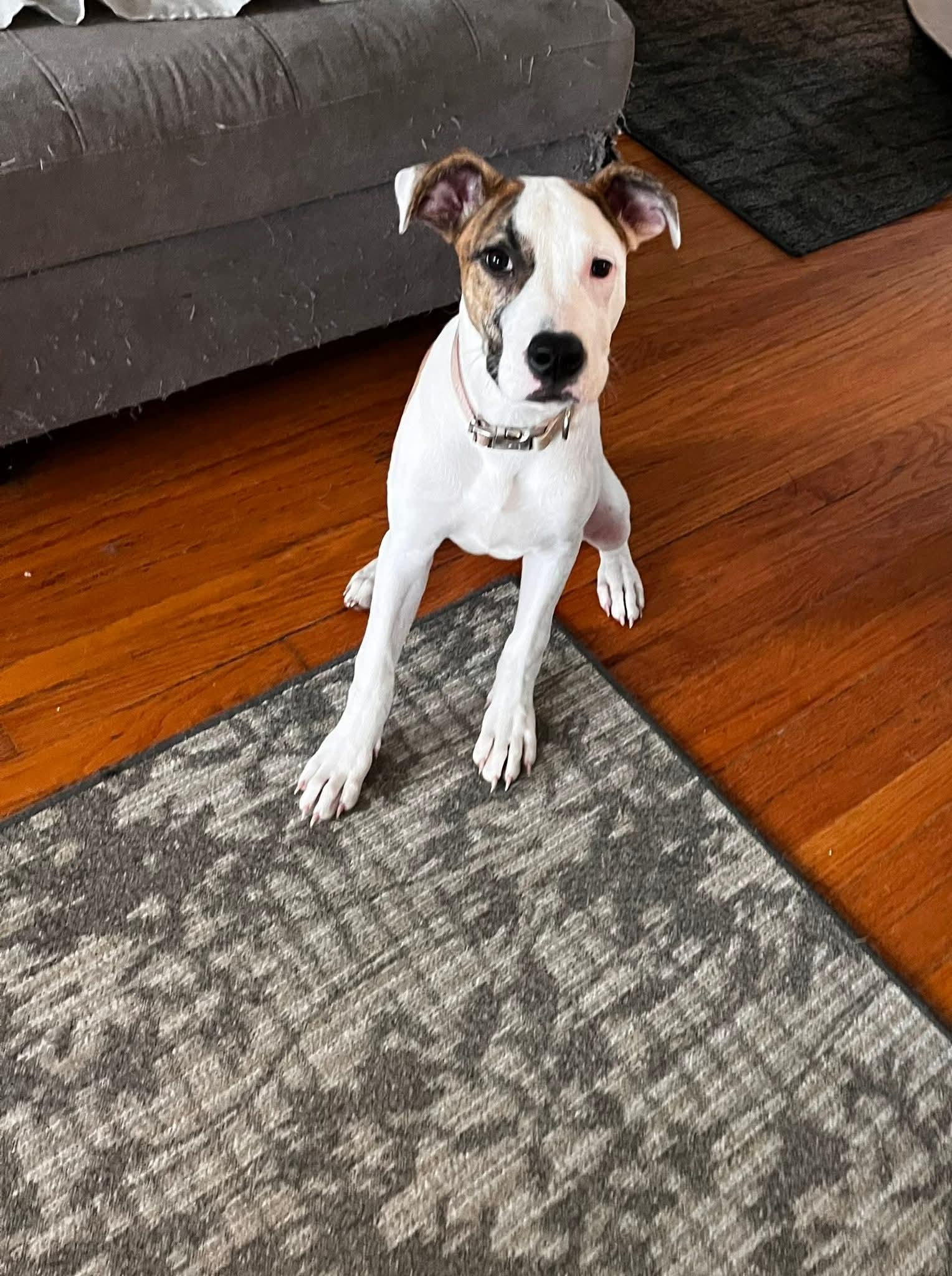 Willa, a Adoptable Mixed Breed in Fenton, MO image 1/2