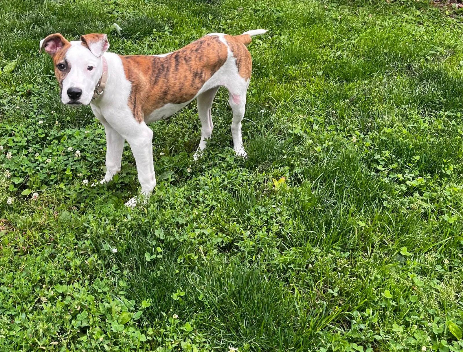 Willa, a Adoptable Mixed Breed in Fenton, MO image 2/2