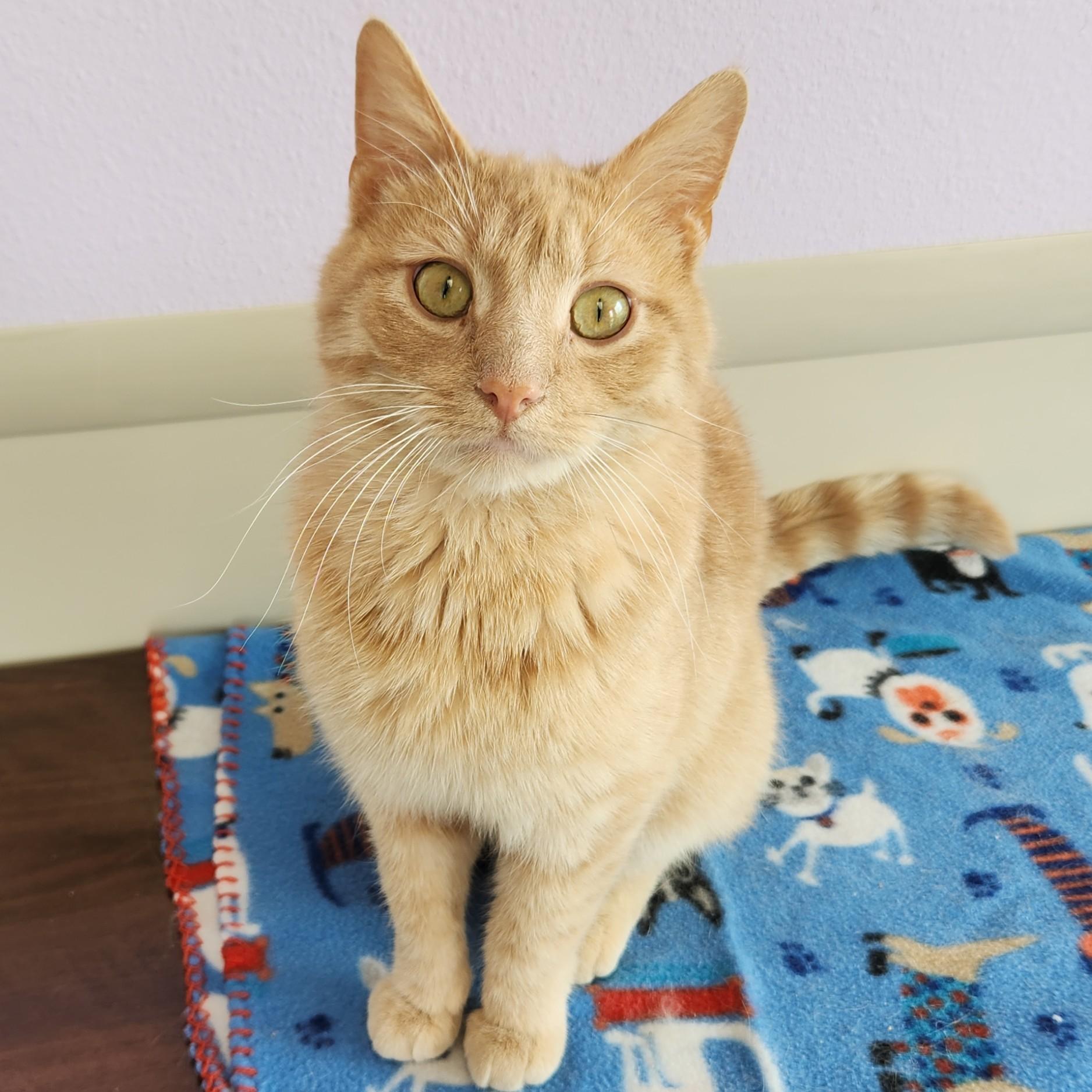 Jimbo, ADOPTABLE, Adult Male Tabby.
