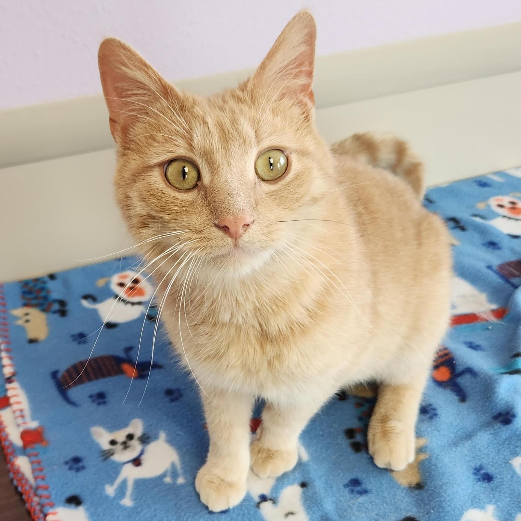 Enlarge Jimbo, a ADOPTABLE Tabby in Marshfield, WI image 2/4
