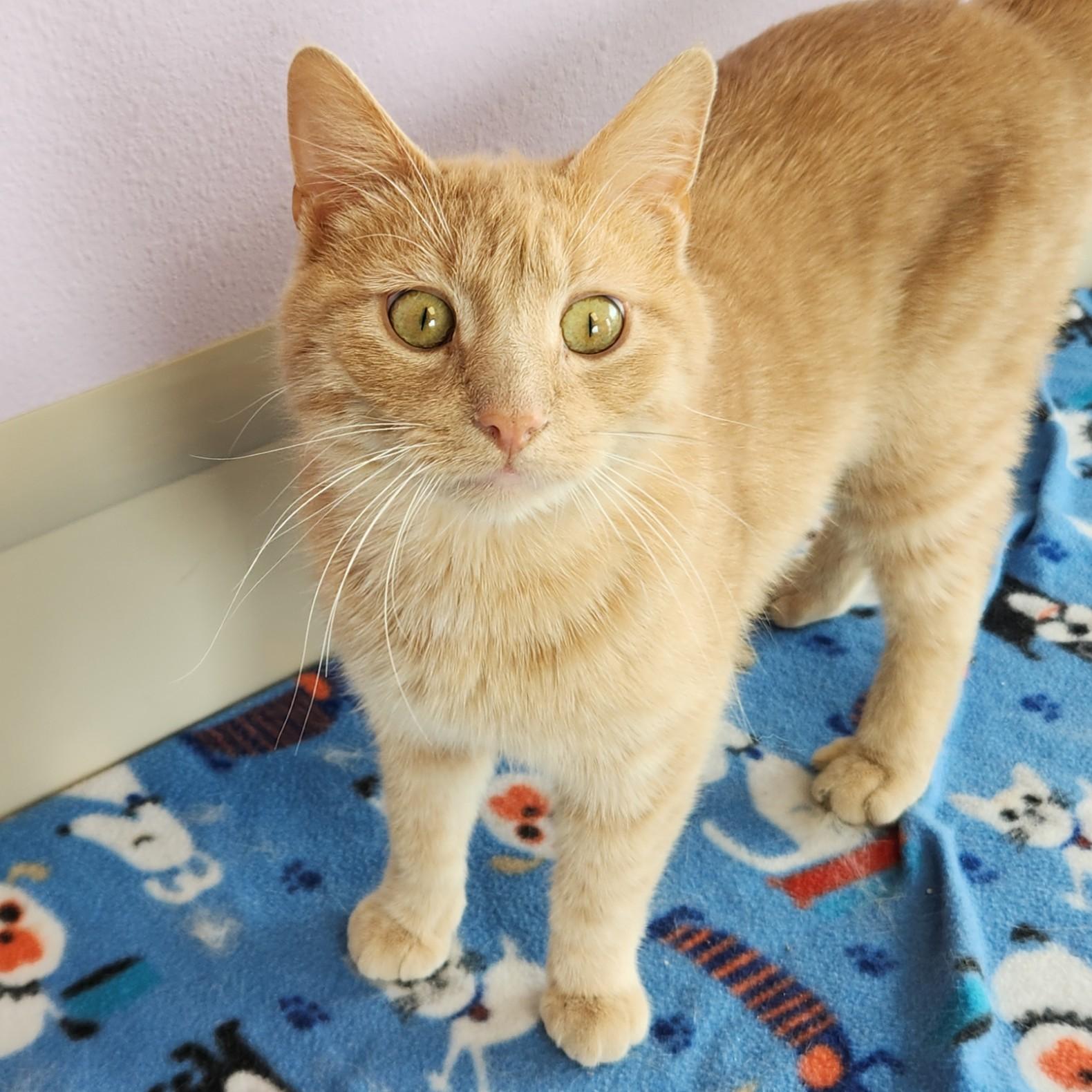 Enlarge Jimbo, a ADOPTABLE Tabby in Marshfield, WI image 3/4