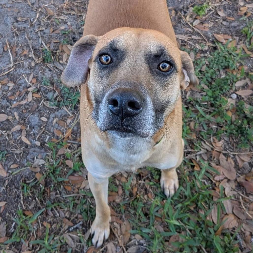 Baylor, Adoptable, Adult Male Black Mouth Cur & Mixed Breed.
