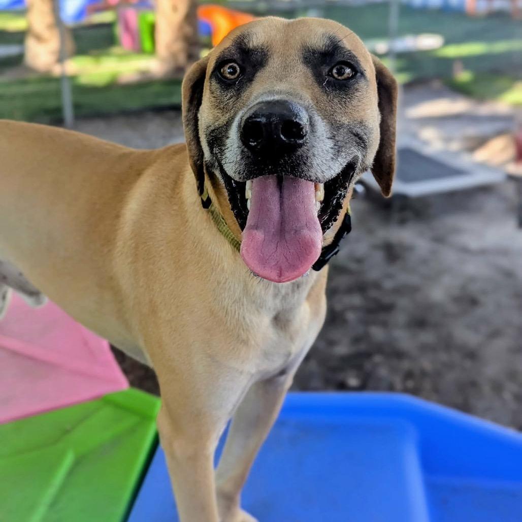 Enlarge Baylor, a Adoptable mixed breed in Port Richey, FL image 2/6