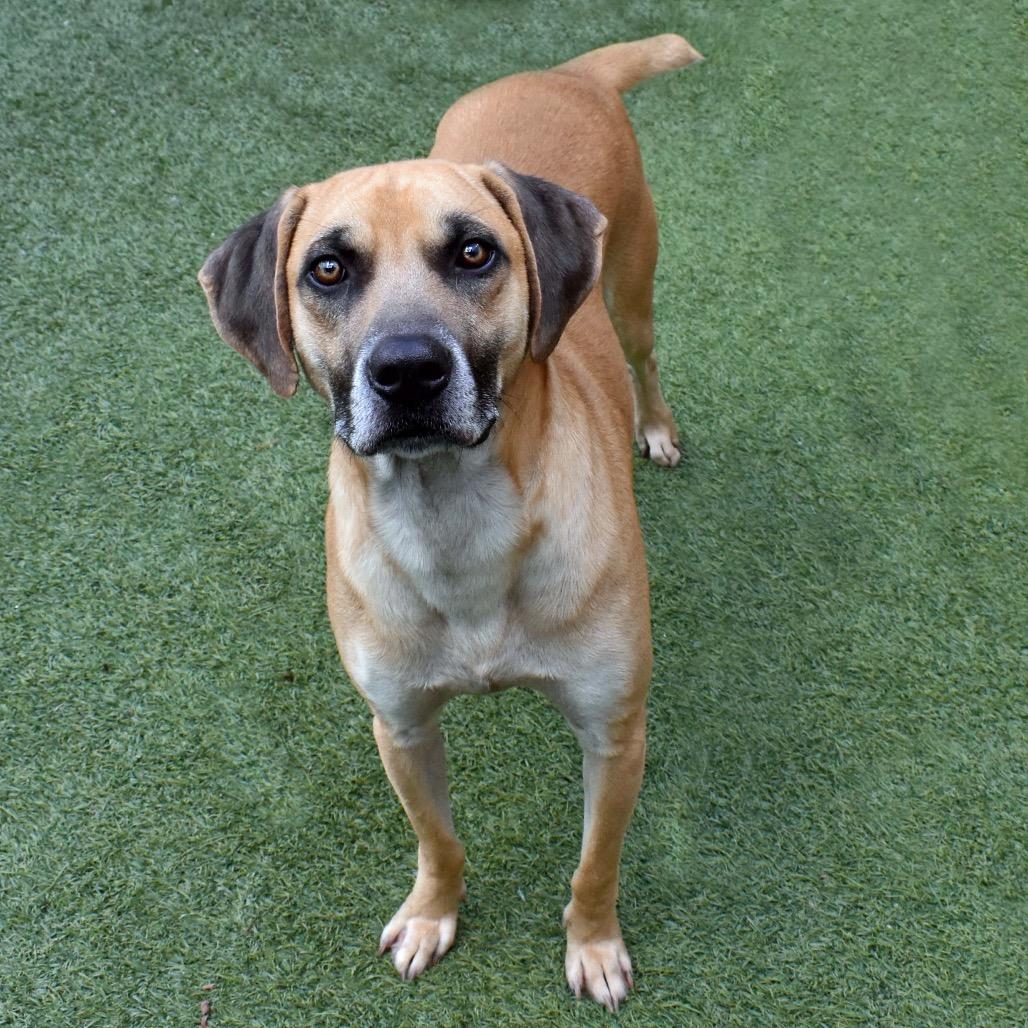Enlarge Baylor, a Adoptable mixed breed in Port Richey, FL image 3/6