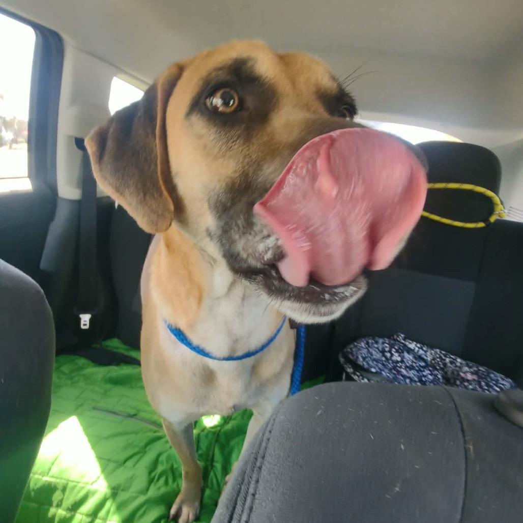 Enlarge Baylor, a Adoptable mixed breed in Port Richey, FL image 4/6