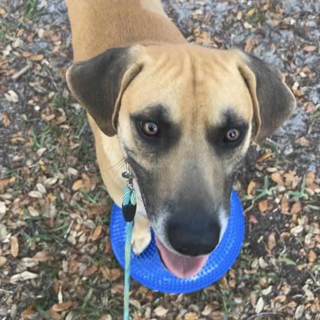 Enlarge Baylor, a Adoptable mixed breed in Port Richey, FL image 5/6