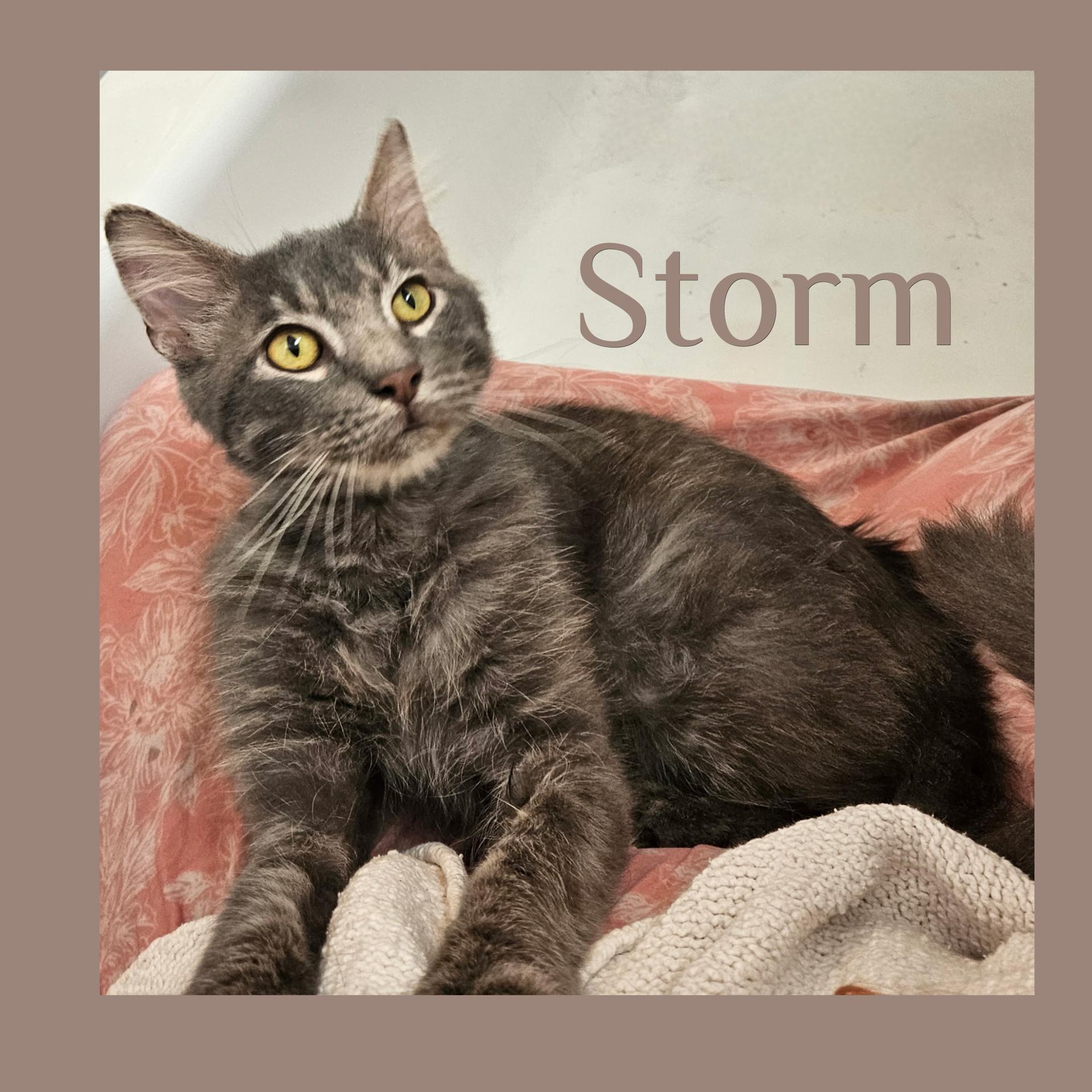 STORM, an adoptable Tabby in Lawton, OK, 73502 | Photo Image 1