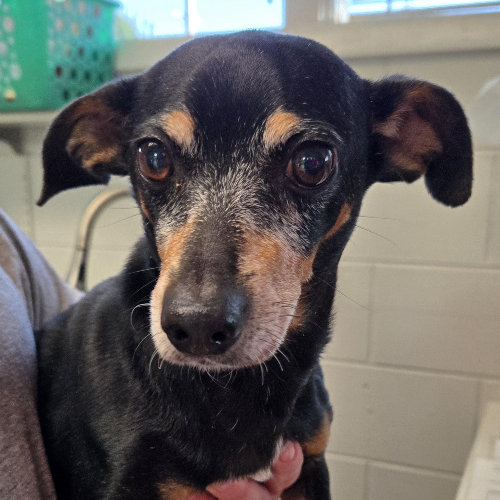 Enlarge Dill, a ADOPTABLE mixed breed in Normal, IL image 2/5