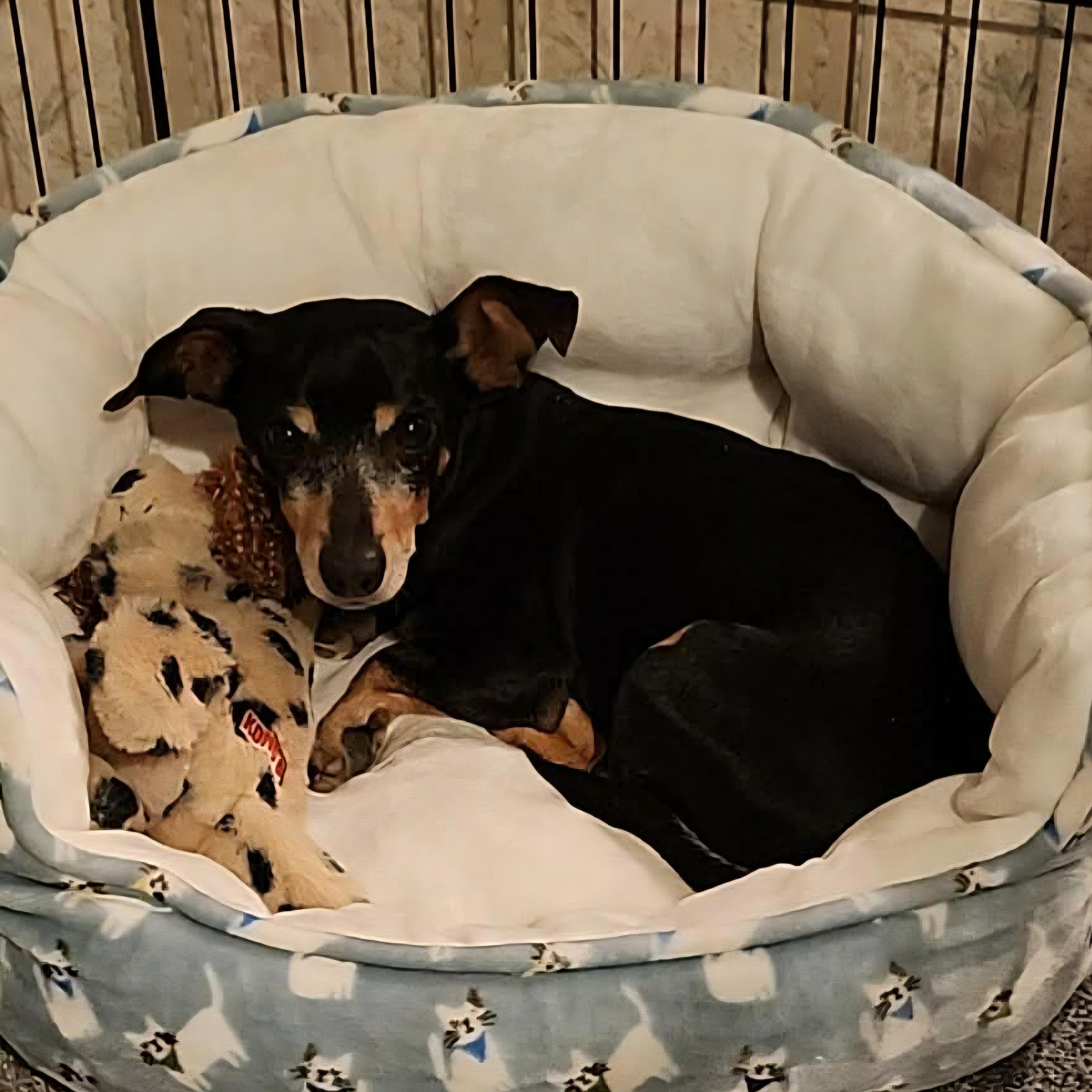 Enlarge Dill, a ADOPTABLE mixed breed in Normal, IL image 4/5