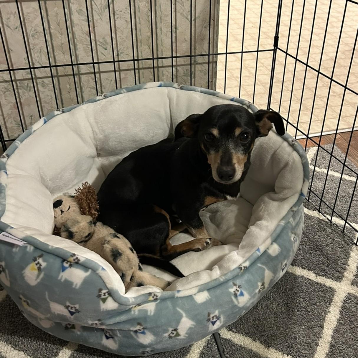 Enlarge Dill, a ADOPTABLE mixed breed in Normal, IL image 3/5