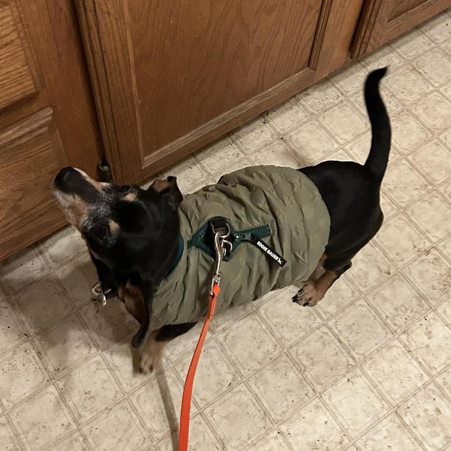 Enlarge Dill, a ADOPTABLE mixed breed in Normal, IL image 5/5