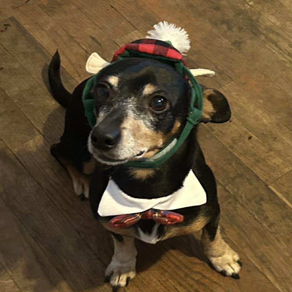 Enlarge Dill, a ADOPTABLE mixed breed in Normal, IL image 1/5