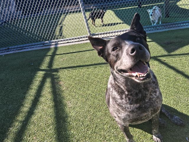 HARLEY, Adoptable, Adult Female Australian Cattle Dog / Blue Heeler & Mixed Breed.