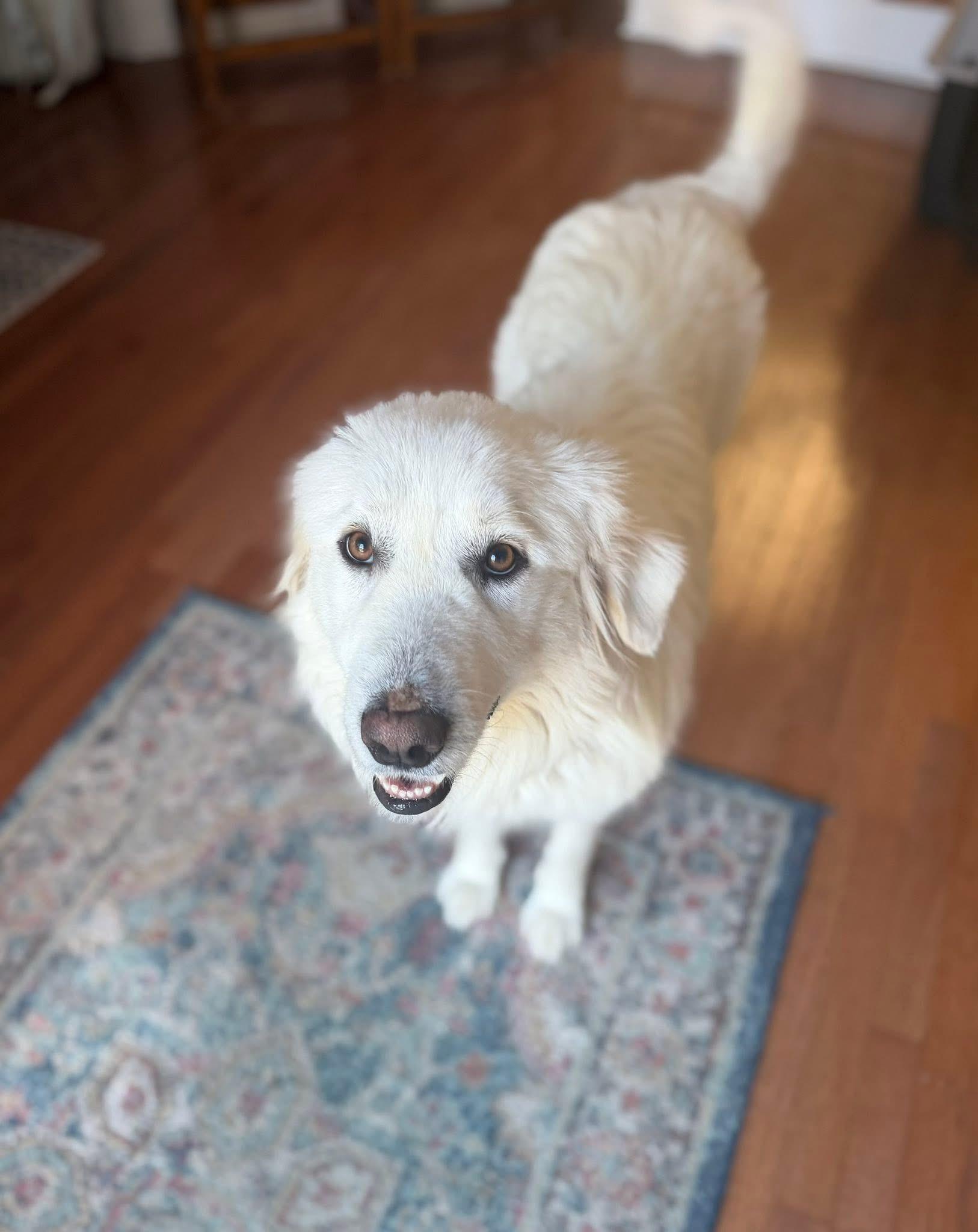 Enlarge Charley, a Adopted Great Pyrenees in MADISON, AL image 1/5