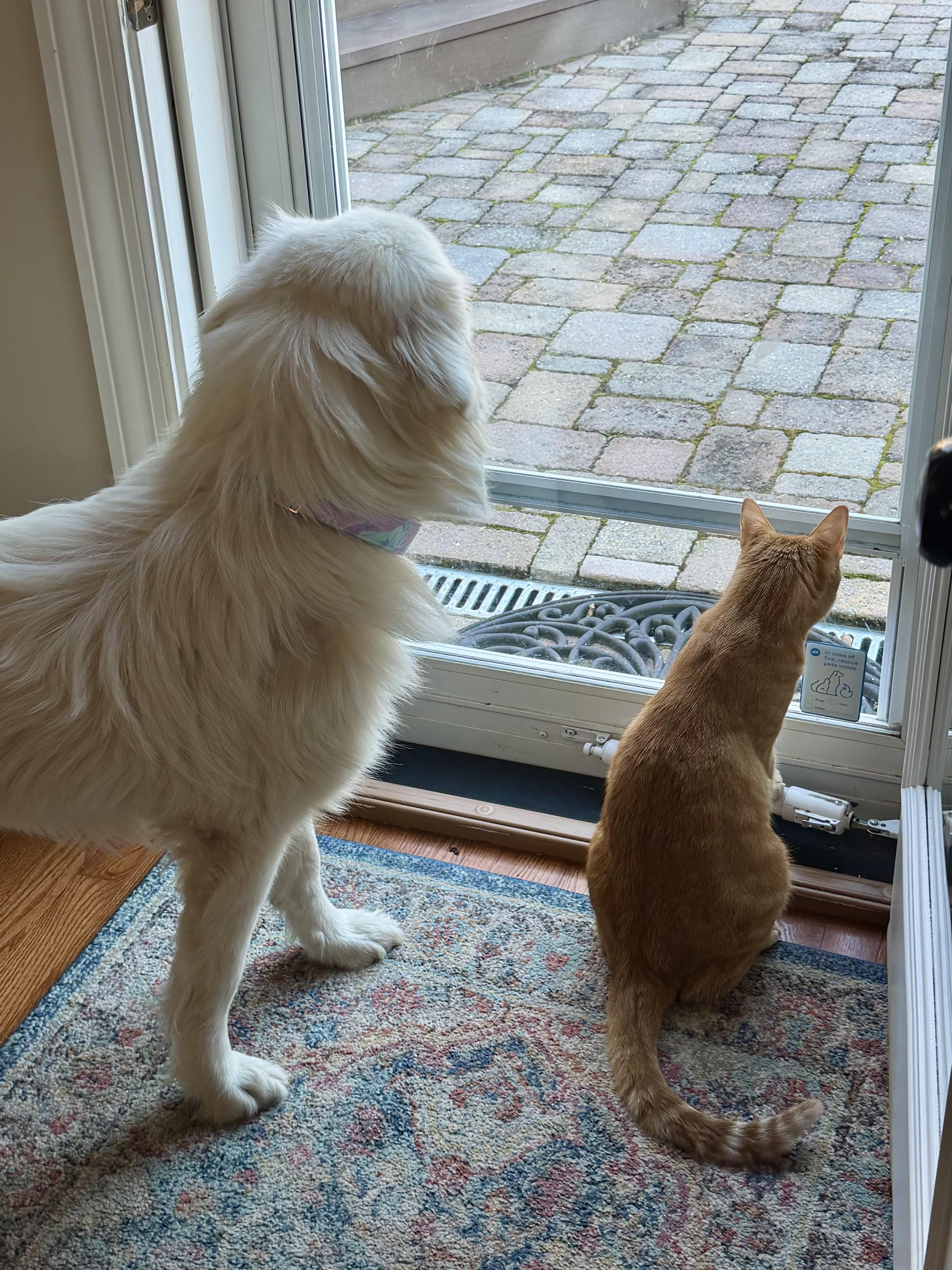 Enlarge Charley, a Adopted Great Pyrenees in MADISON, AL image 2/5