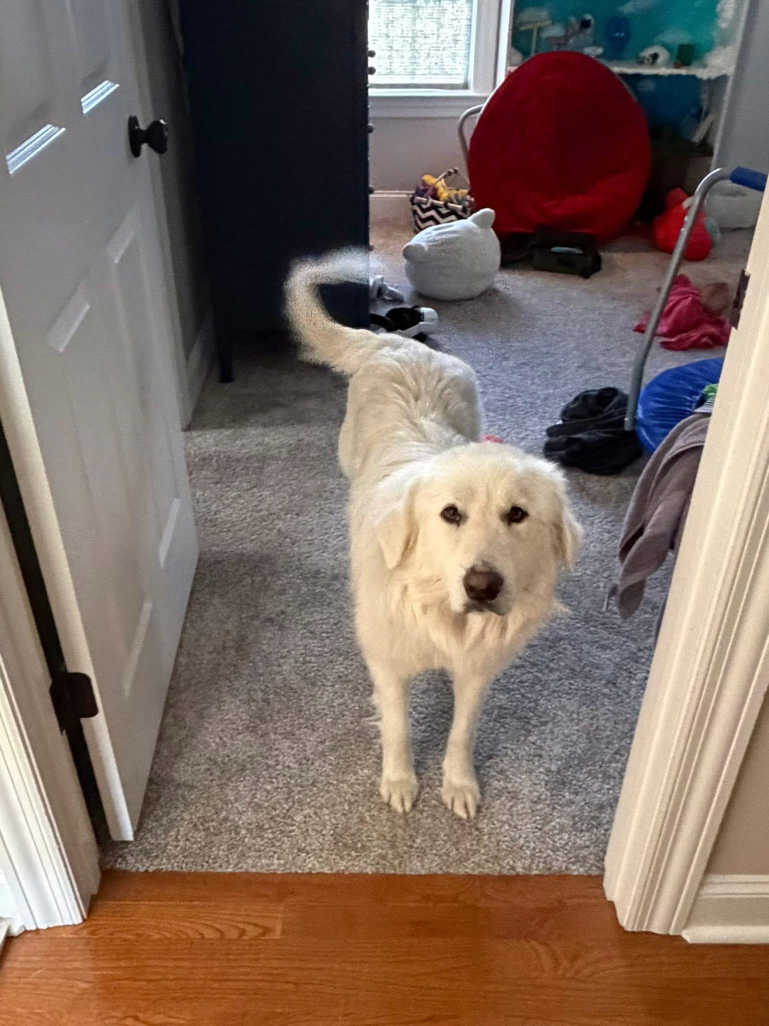 Enlarge Charley, a Adopted Great Pyrenees in MADISON, AL image 4/5