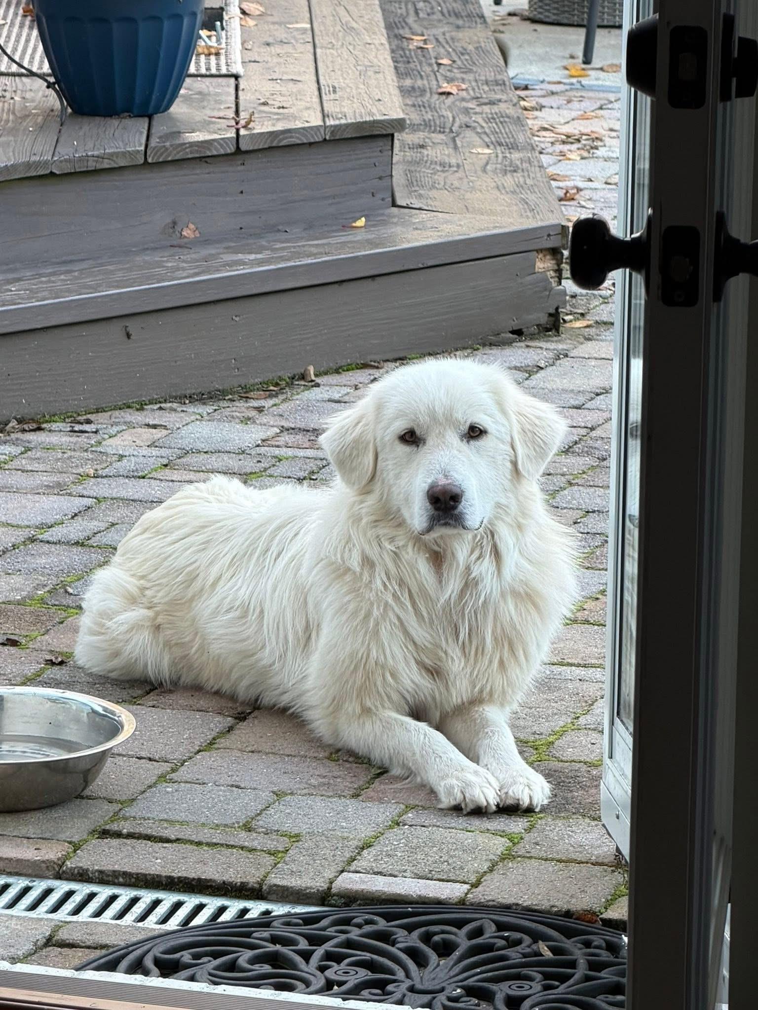 Enlarge Charley, a Adopted Great Pyrenees in MADISON, AL image 5/5