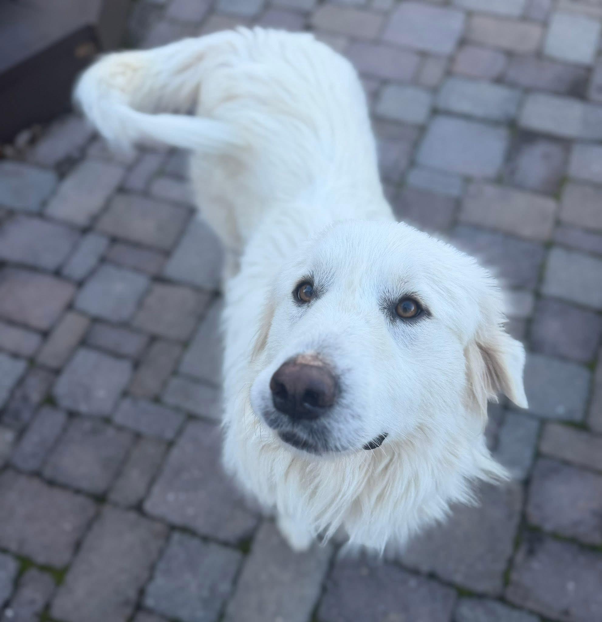Enlarge Charley, a Adopted Great Pyrenees in MADISON, AL image 3/5