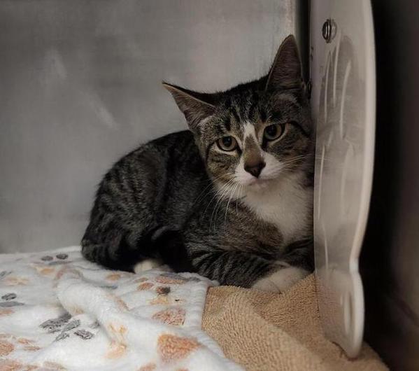 Stardust, Adoptable, Young Male Domestic Short Hair.