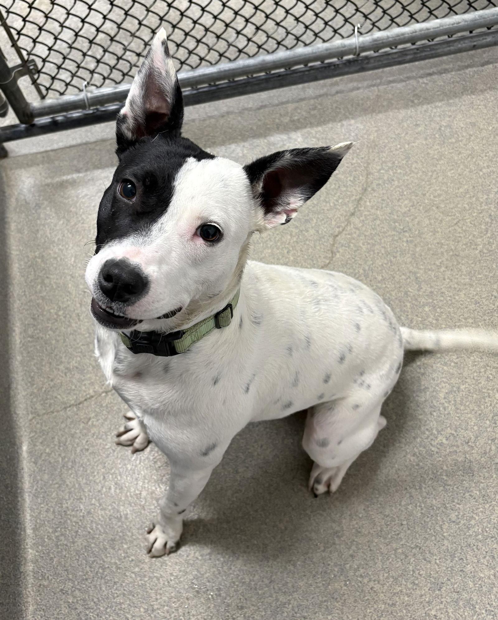 Enlarge Nessie 5 months Avail- 12/17, a Adoptable Terrier in Sterling, MA image 1/1