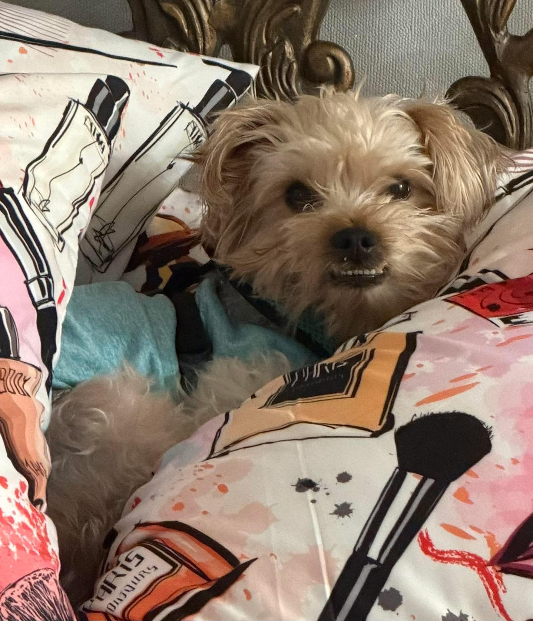 Enlarge Ozzy, a ADOPTABLE Yorkie Poo in Boynton Beach, FL image 2/5