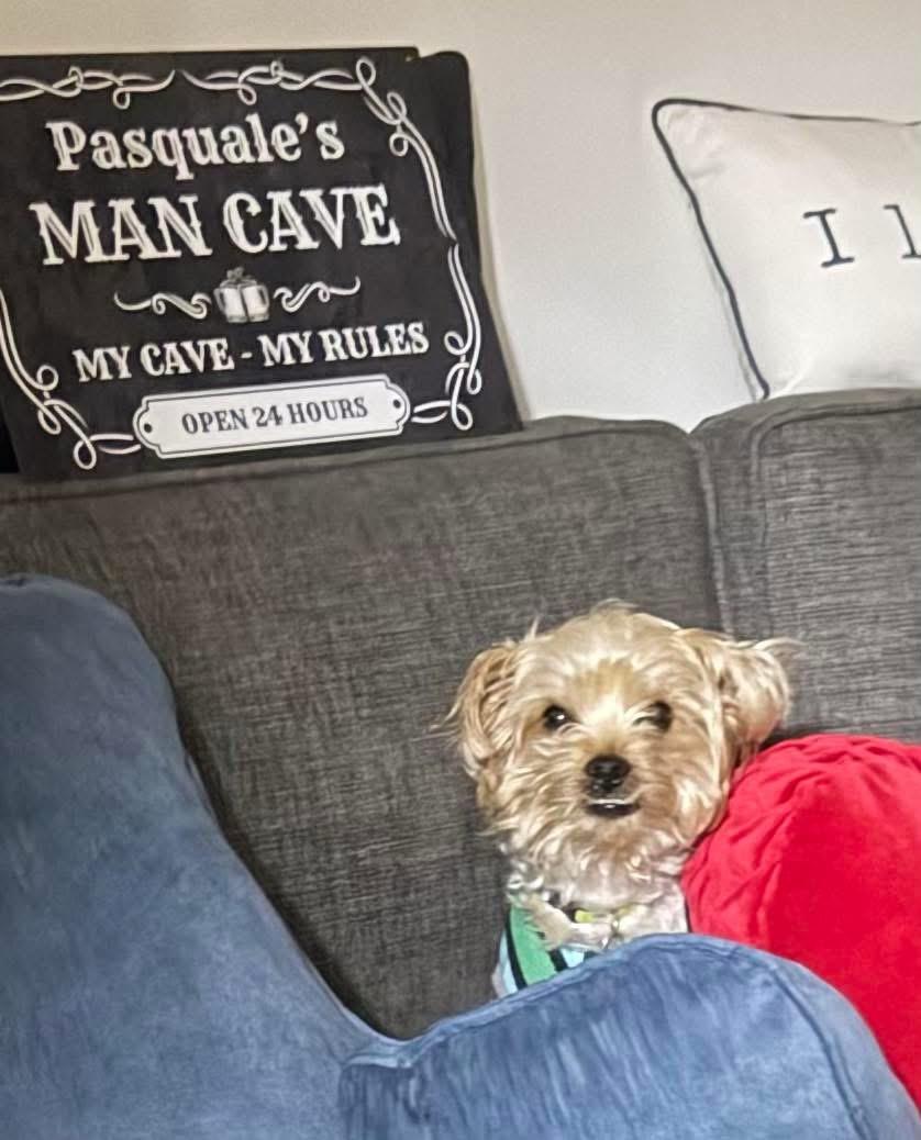 Enlarge Ozzy, a ADOPTABLE Yorkie Poo in Boynton Beach, FL image 4/5