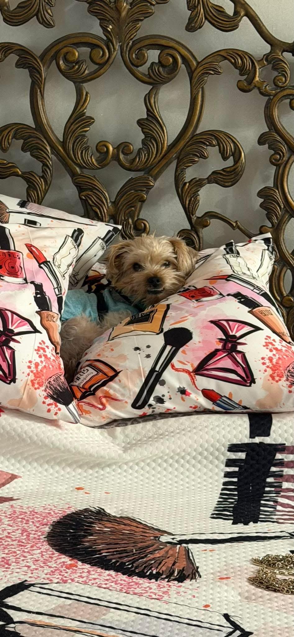 Enlarge Ozzy, a ADOPTABLE Yorkie Poo in Boynton Beach, FL image 3/5