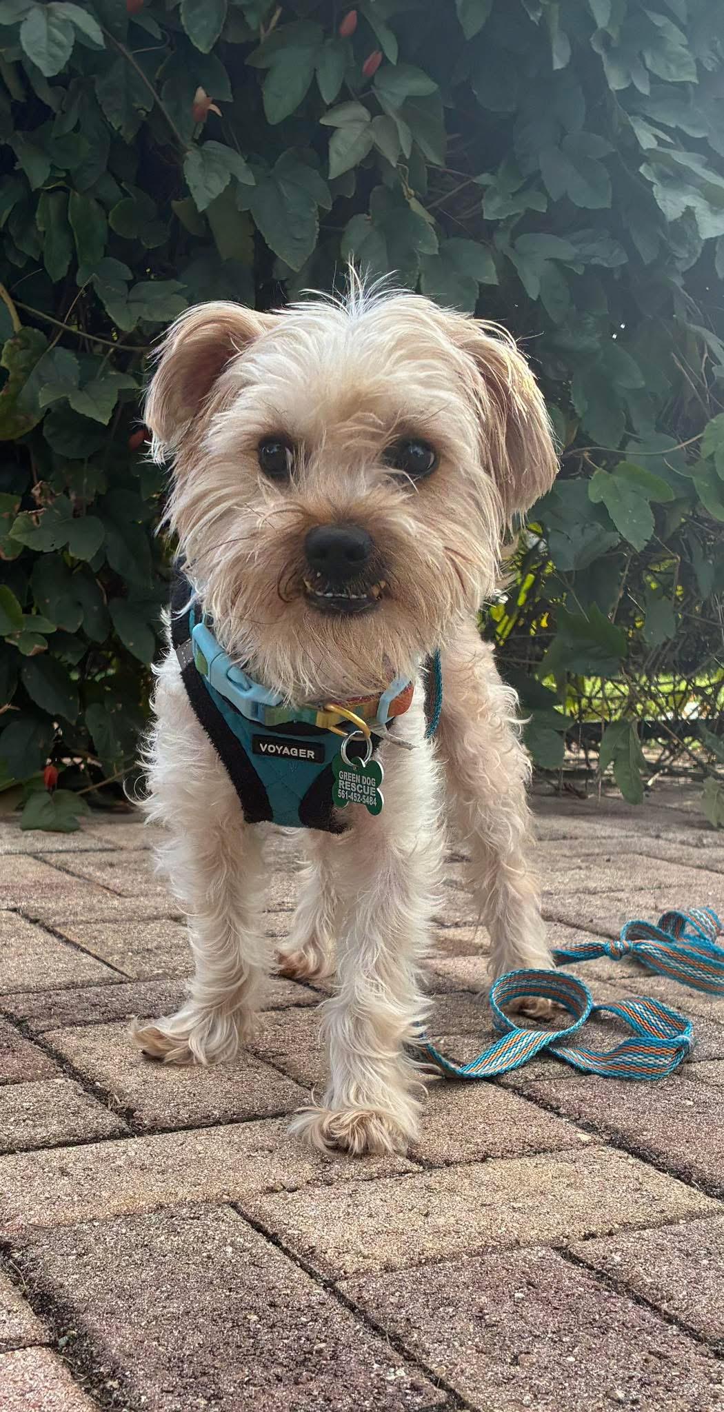 Enlarge Ozzy, a ADOPTABLE Yorkie Poo in Boynton Beach, FL image 1/5