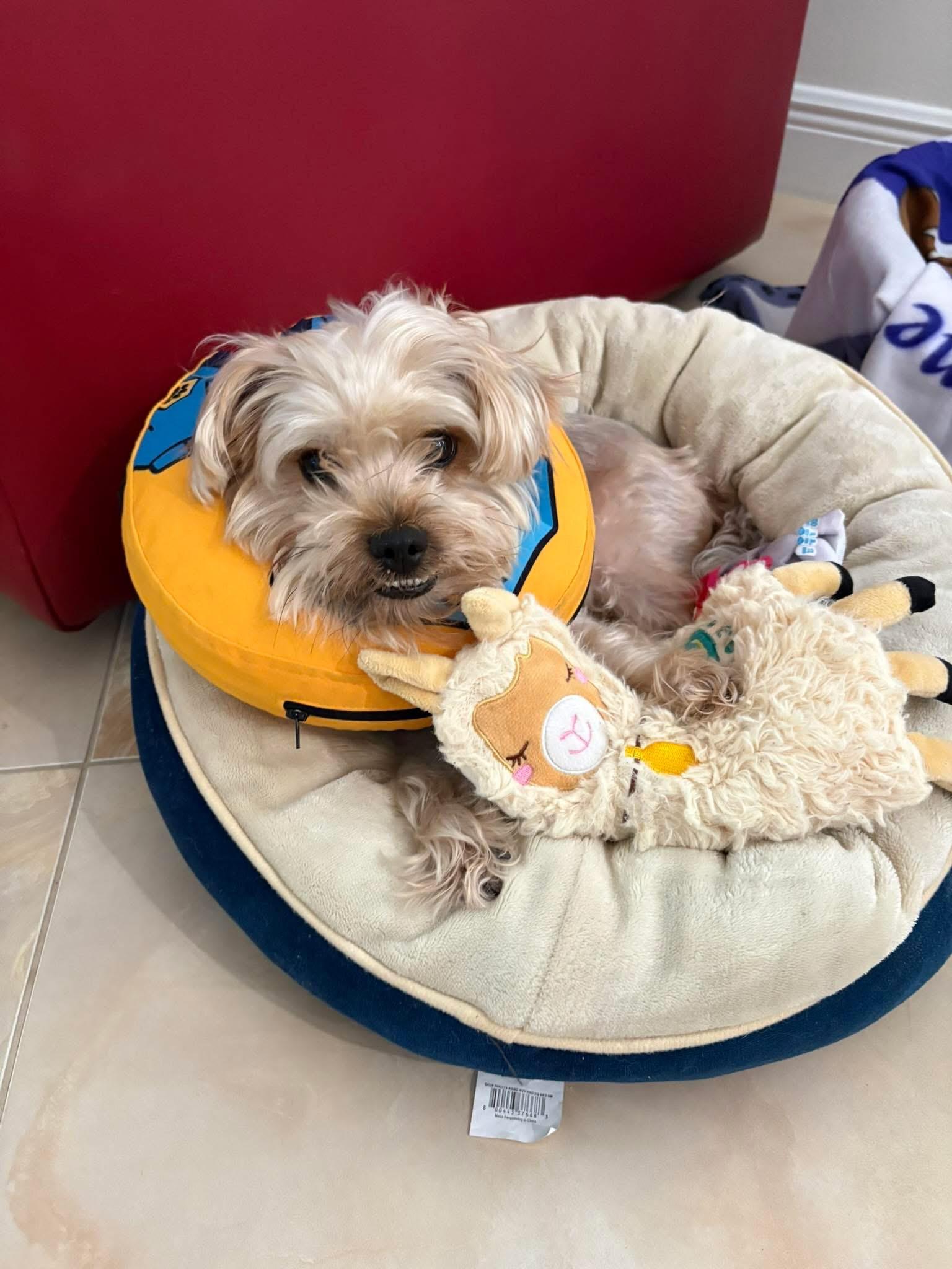 Enlarge Ozzy, a ADOPTABLE Yorkie Poo in Boynton Beach, FL image 5/5