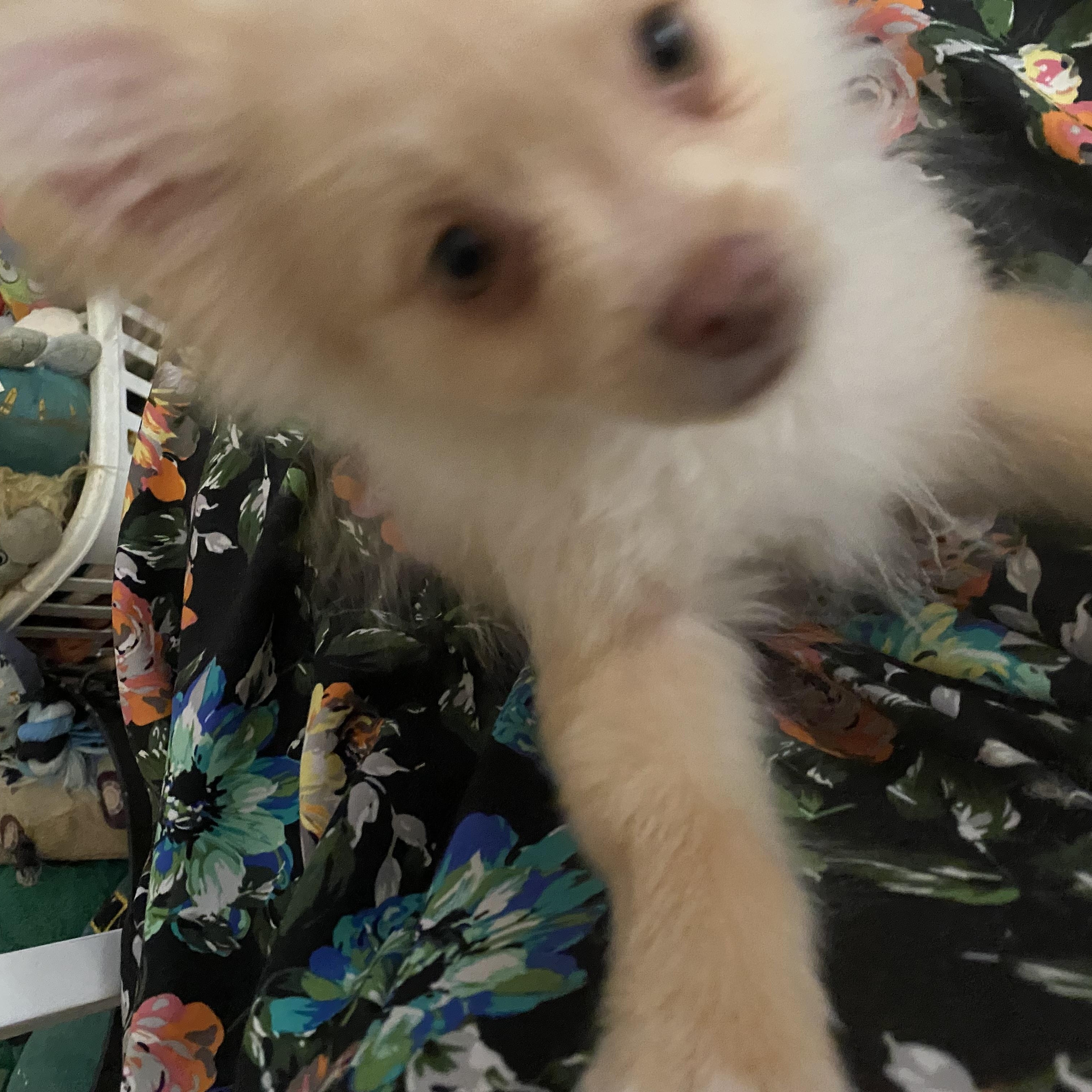 Enlarge Penny, a ADOPTABLE Pomeranian in Moreno Valley, CA image 3/3