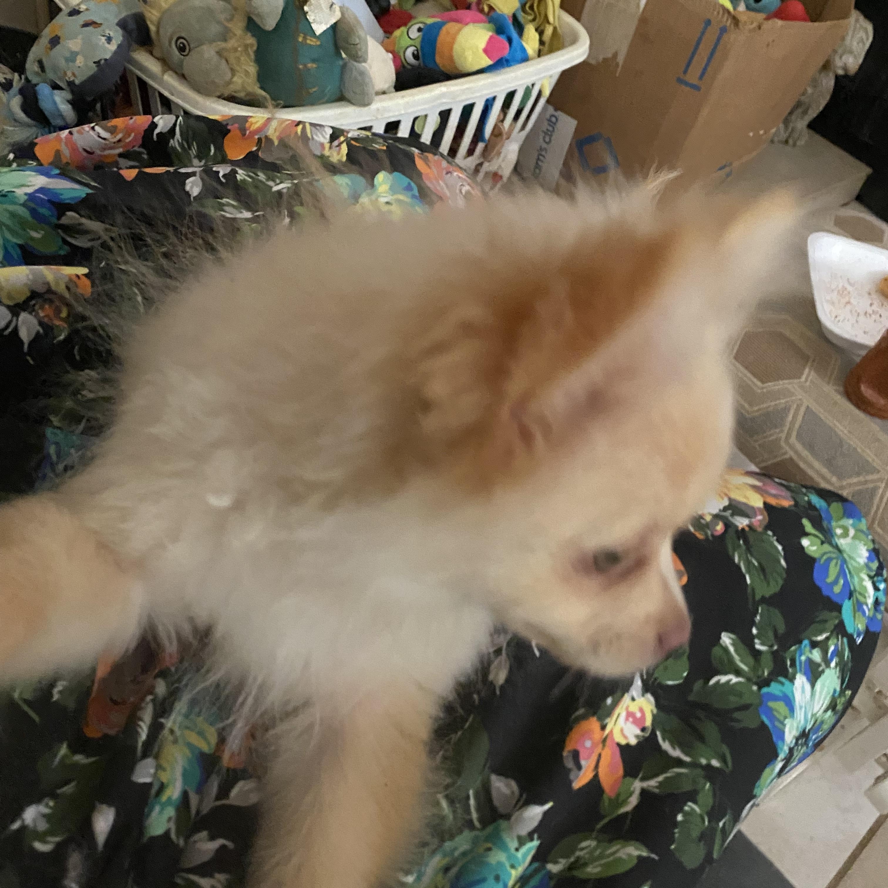 Enlarge Penny, a ADOPTABLE Pomeranian in Moreno Valley, CA image 1/3