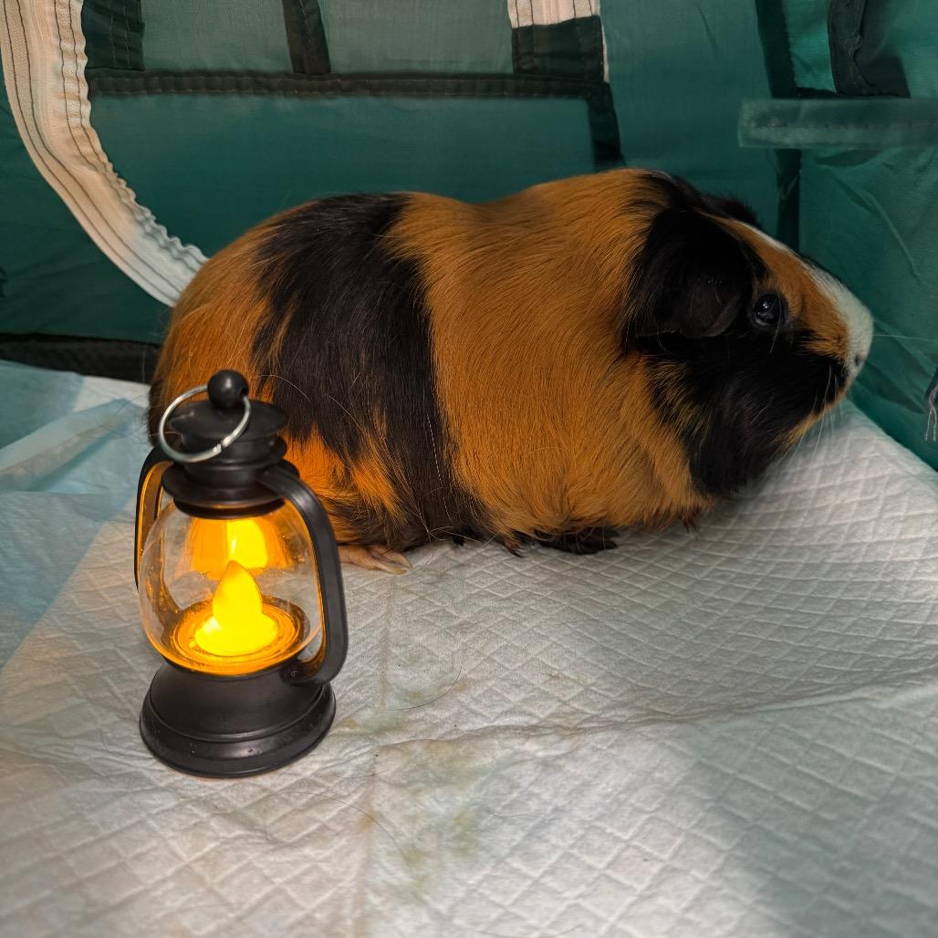 Zee, Adoptable, Adult Female Guinea Pig.