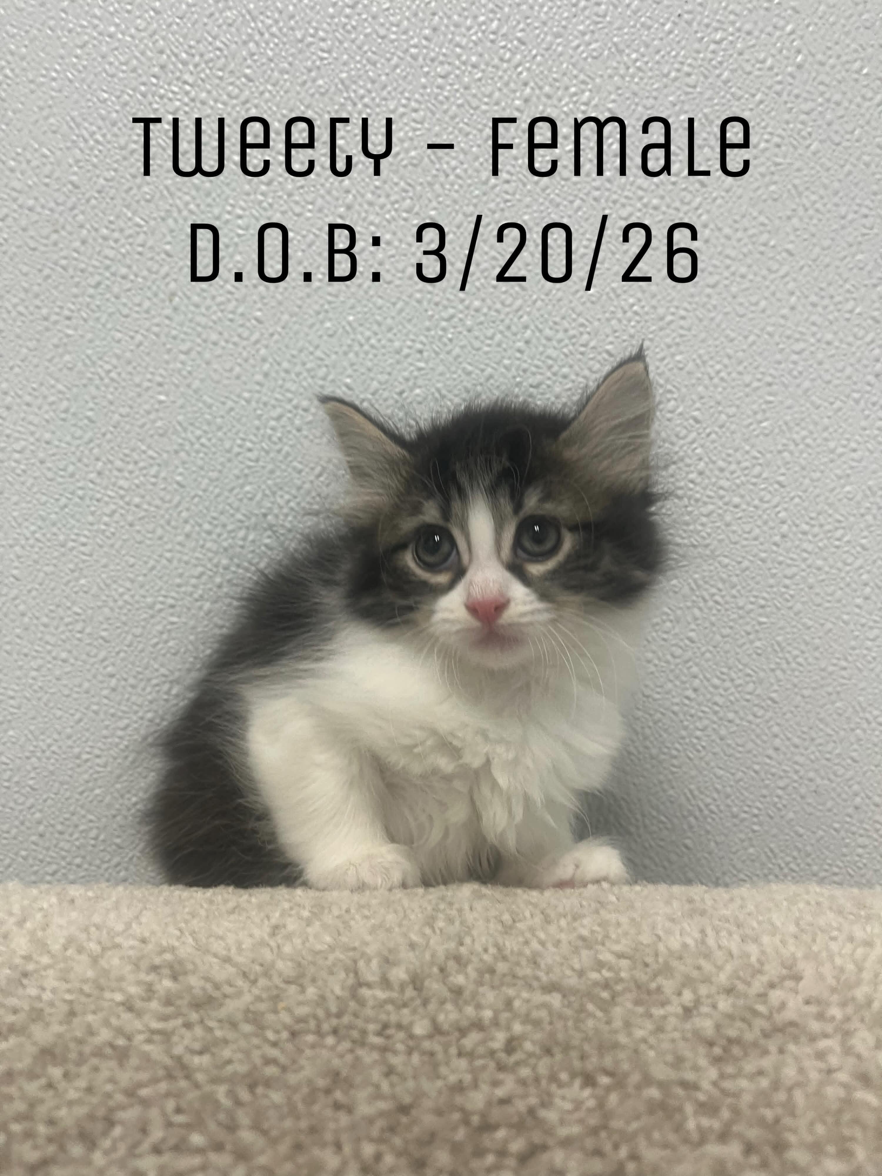 Tweety - Sweet and affectionate 8 week kitten, Adoptable, Kitten Female Domestic Medium Hair.