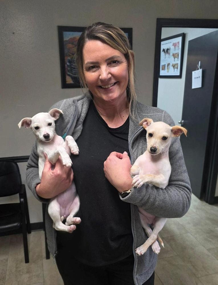 Enlarge Sugar, a Adopted Chihuahua in Syracuse, NY image 1/6