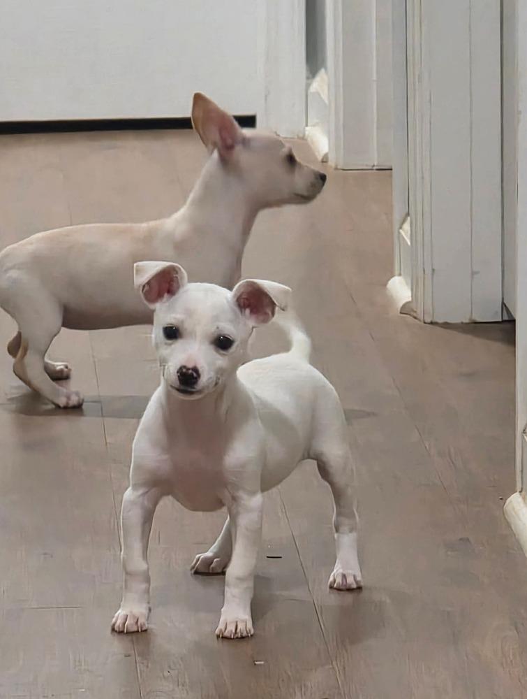 Enlarge Sugar, a Adopted Chihuahua in Syracuse, NY image 2/6