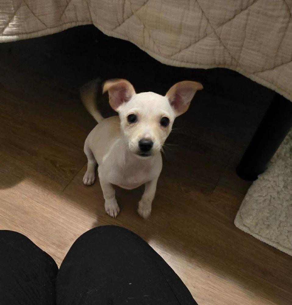 Enlarge Sugar, a Adopted Chihuahua in Syracuse, NY image 3/6