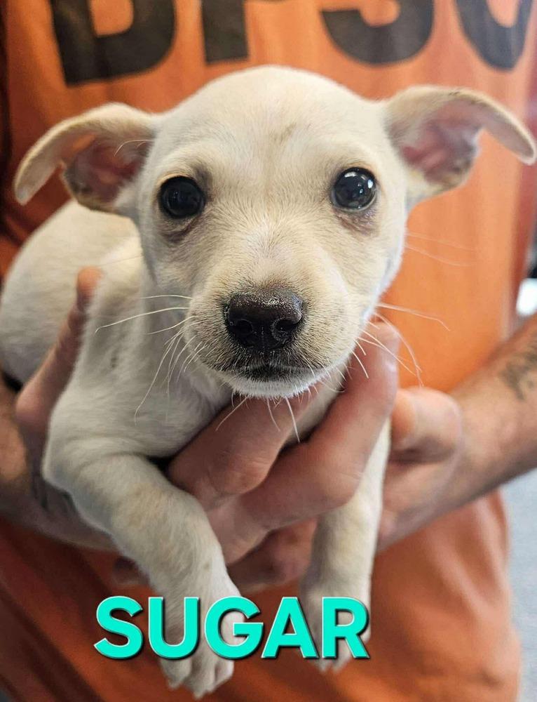 Enlarge Sugar, a Adopted Chihuahua in Syracuse, NY image 4/6