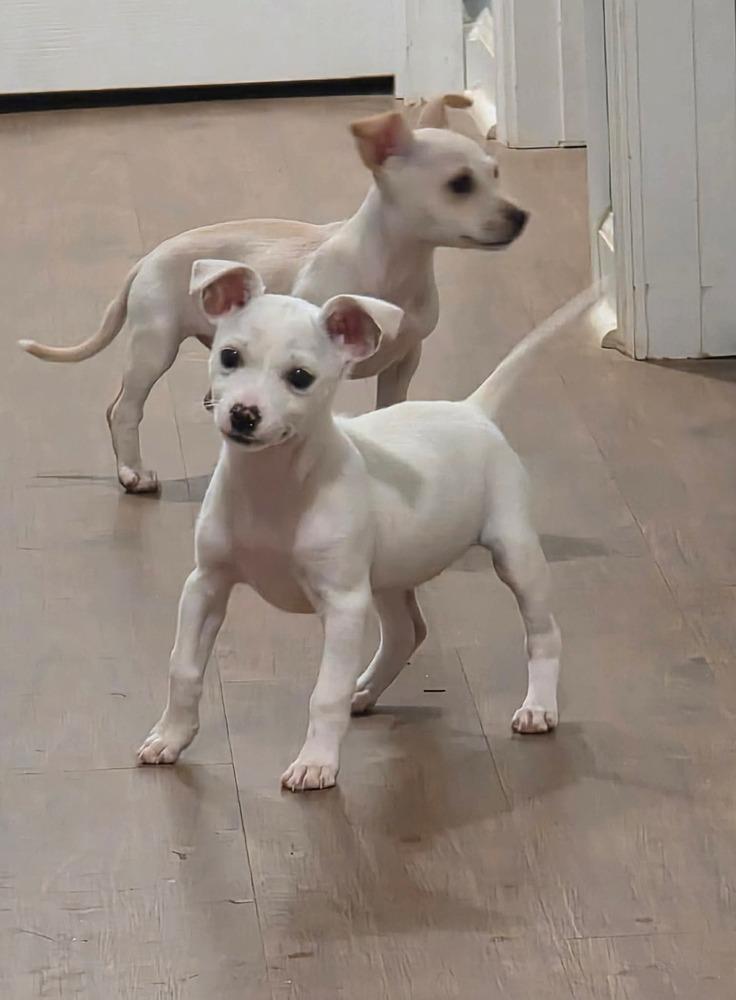 Enlarge Sugar, a Adopted Chihuahua in Syracuse, NY image 5/6