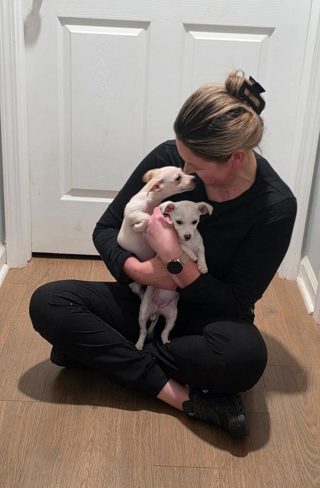 Enlarge Sugar, a Adopted Chihuahua in Syracuse, NY image 6/6