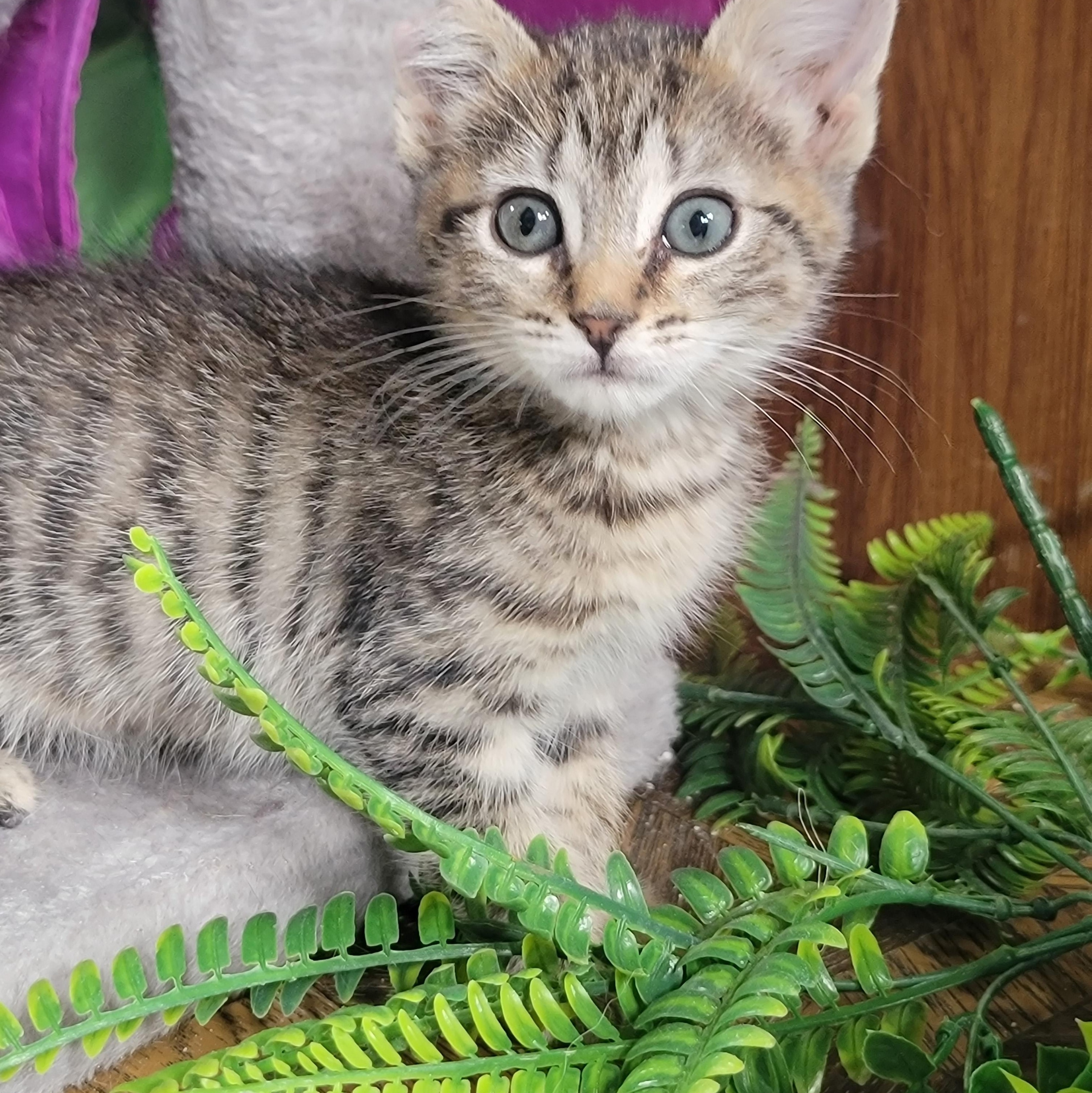 Buttons, Adoptable, Kitten Female Domestic Short Hair.