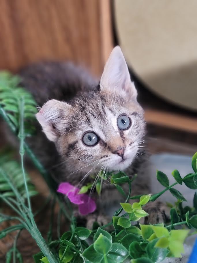 Buttons, a Adoptable Domestic Short Hair in Washoe Valley, NV image 2/2