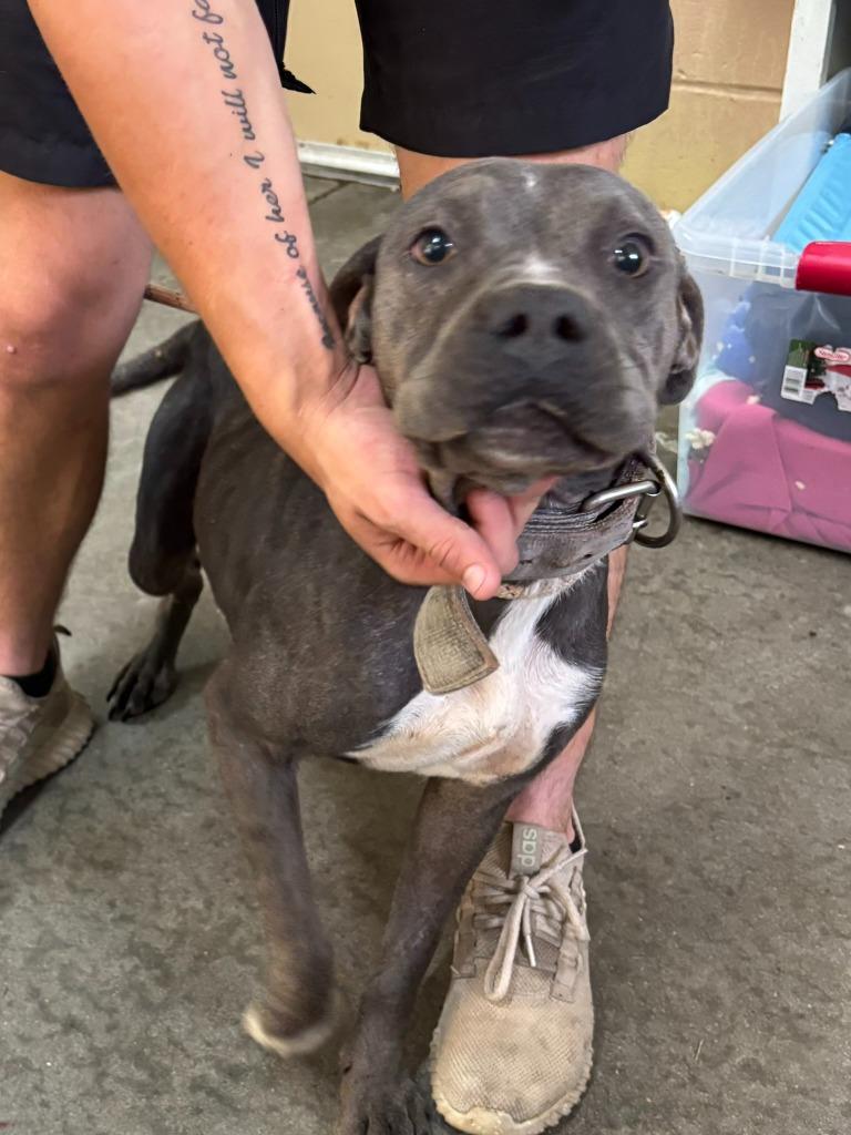 Robin, Adoptable, Young Female Pit Bull Terrier.