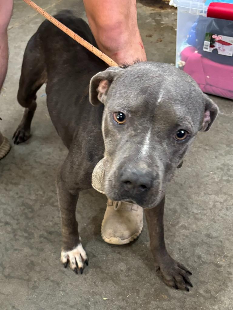 Enlarge Robin, a Adoptable Pit Bull Terrier in Swainsboro, GA image 2/2
