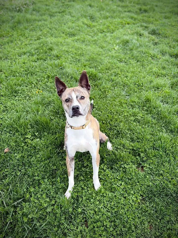 Roger, Adoptable, Adult Male Husky & Pit Bull Terrier.