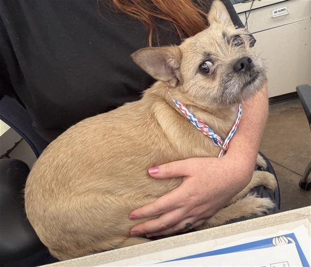 Enlarge Edna, a Adoptable mixed breed in Portland, ME image 1/1