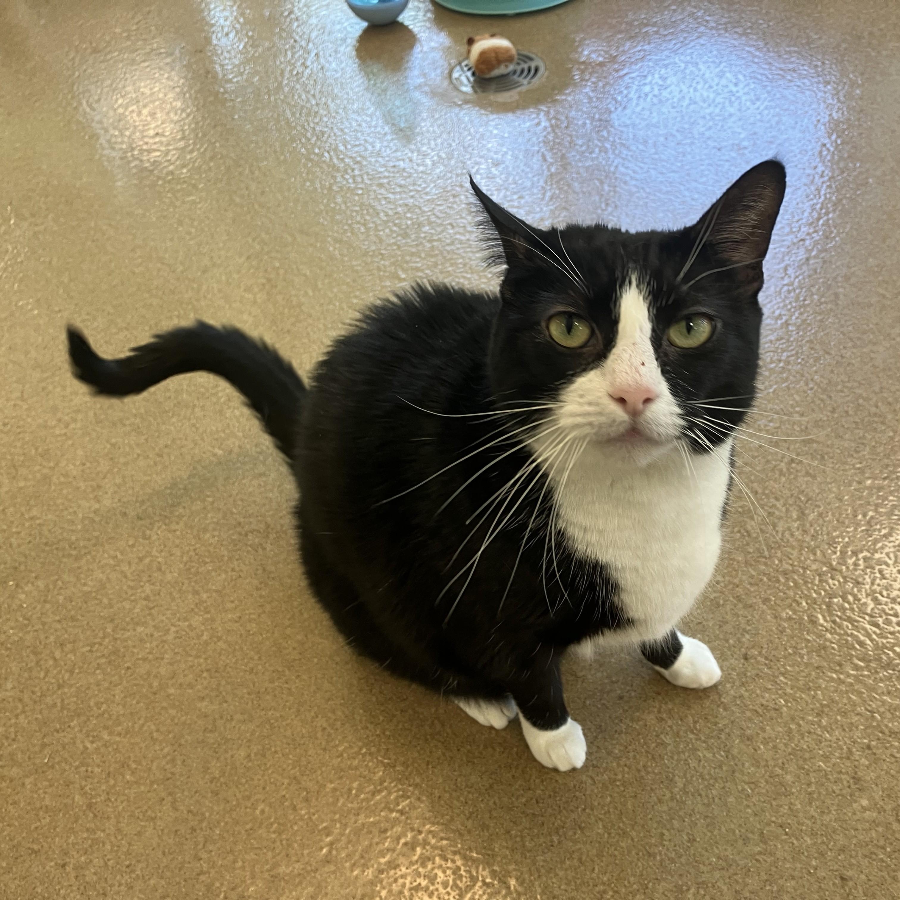 Little Bit, an adopted Domestic Short Hair in Eatontown, NJ image 6/6