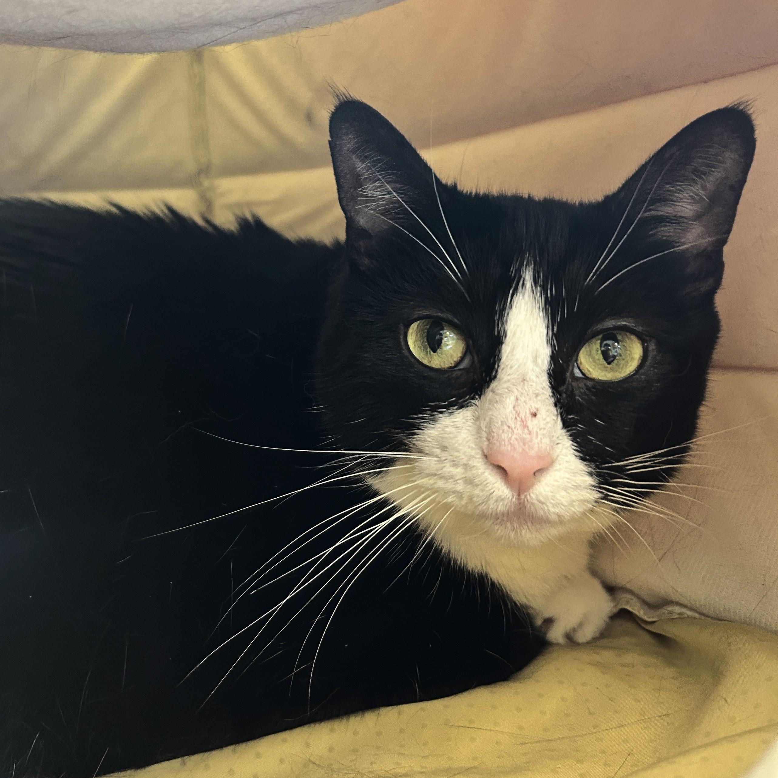 Little Bit, an adopted Domestic Short Hair in Eatontown, NJ image 1/6
